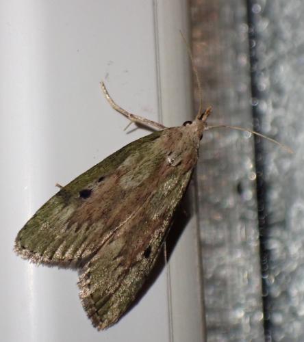Réf. 317 465 : Aphomia sociella
